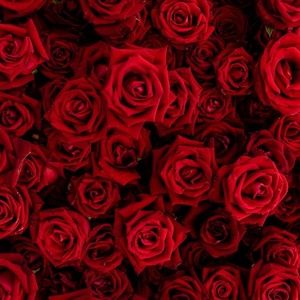 Meet your Posher, Lacey